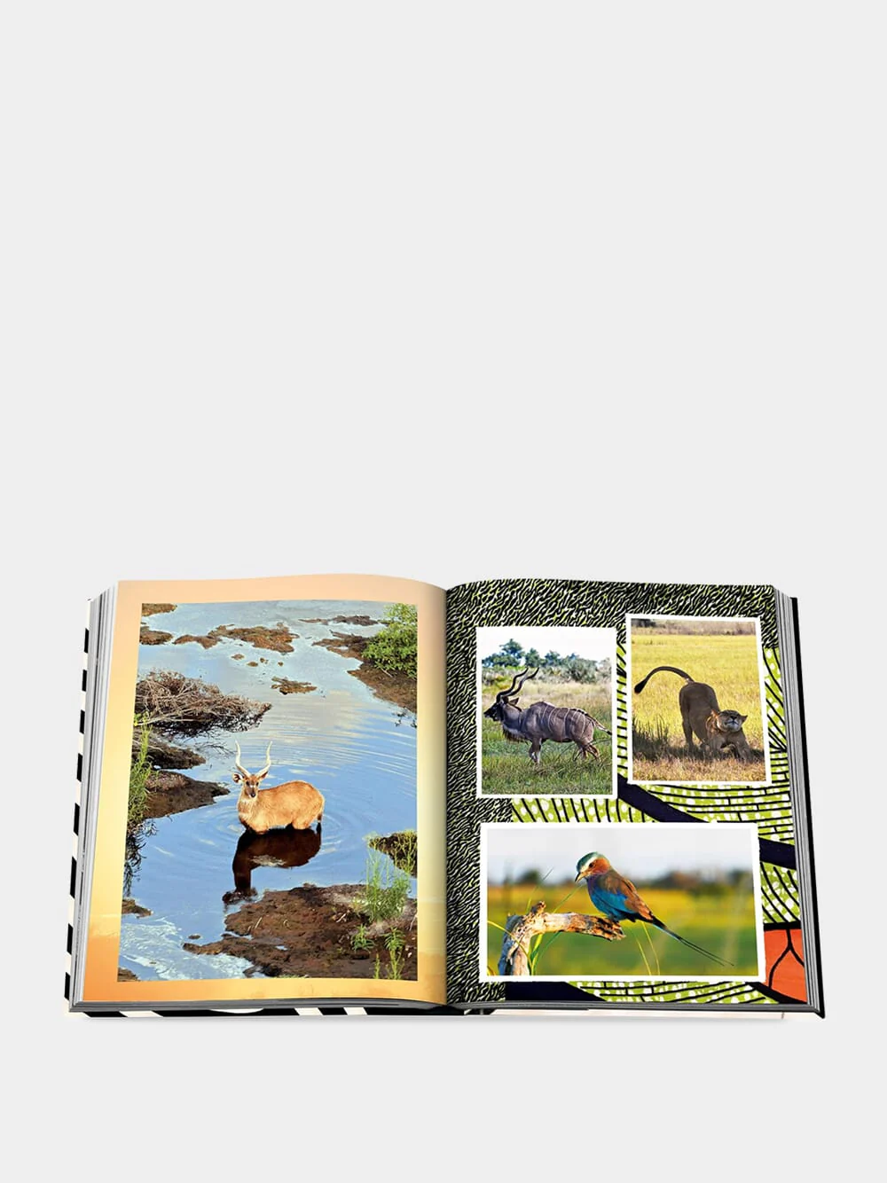 African Adventures: The Greatest Safari on Earth - Image 6