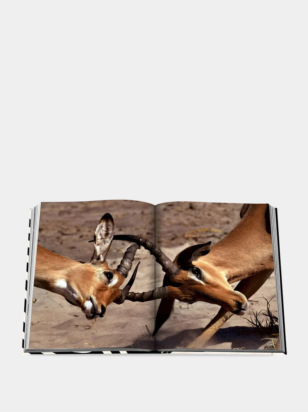 African Adventures: The Greatest Safari on Earth - Image 7