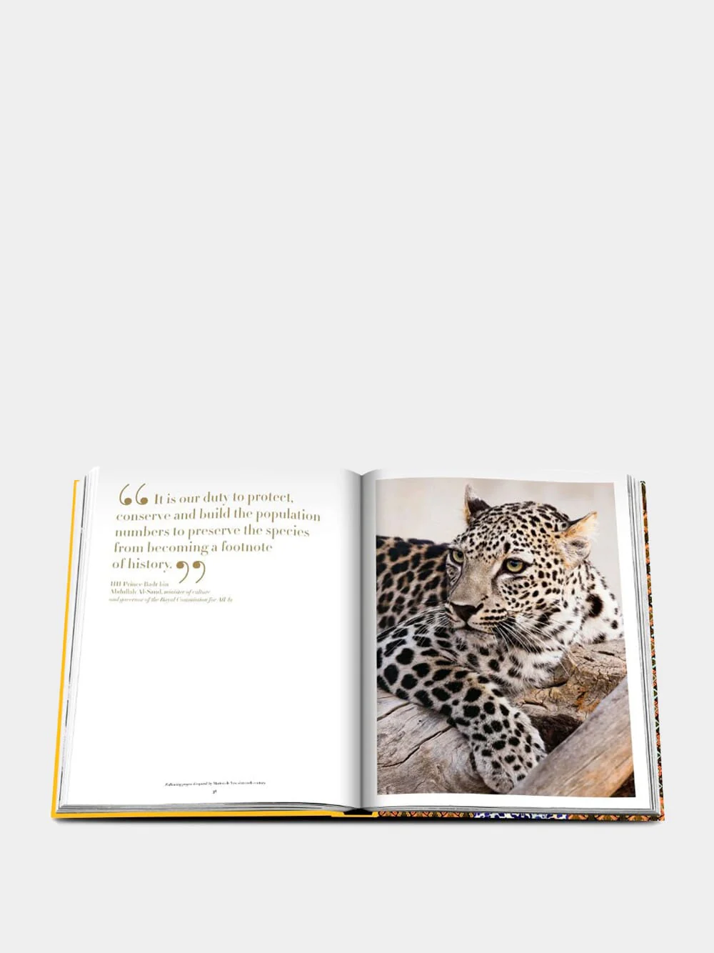 Arabian Leopard - Image 4
