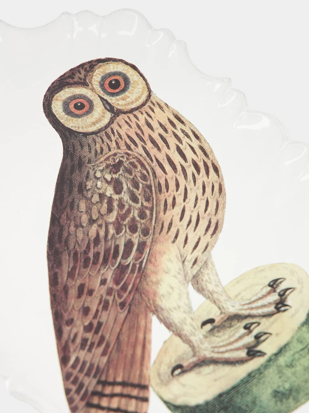 Platter Owl - Image 4