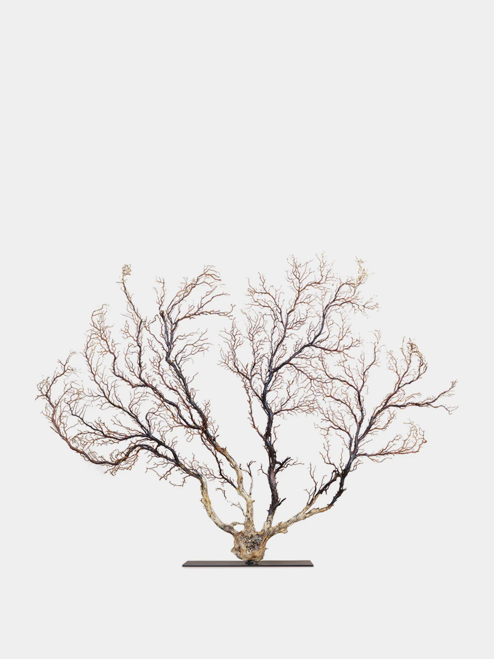 Black Gorgonian Sea Fan