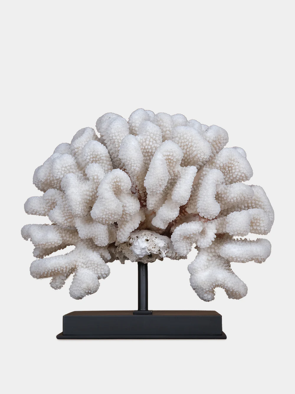 Pocillopora Eydouxi Coral