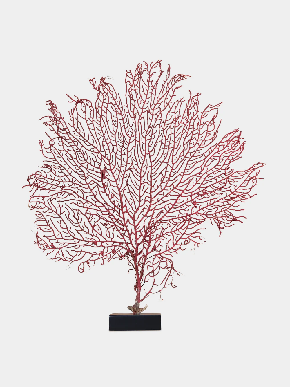 Red Gorgonian Sea Fan