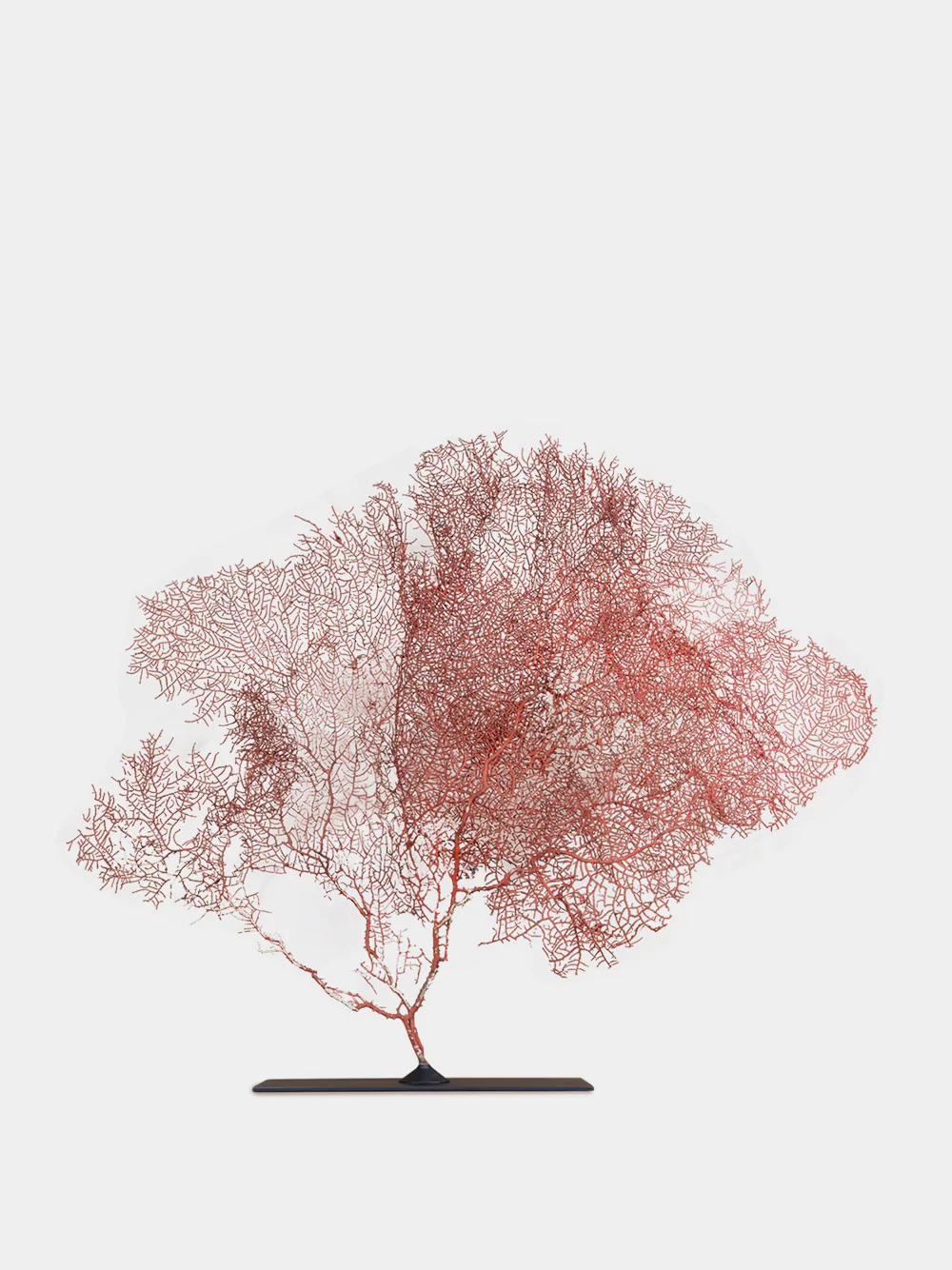 Red Gorgonian Tall Sea Fan