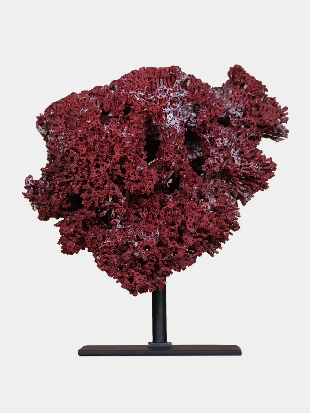 Red Tubipora Musica Coral