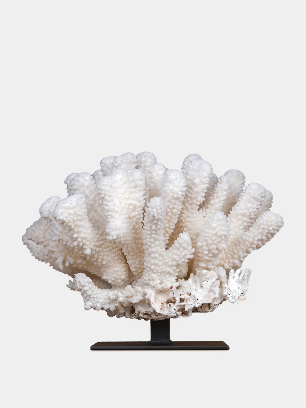 White Pocillopora Eydouxi Coral